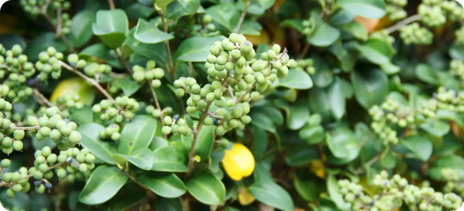 Guggul plant resin, an Ayurvedic botanical extract
