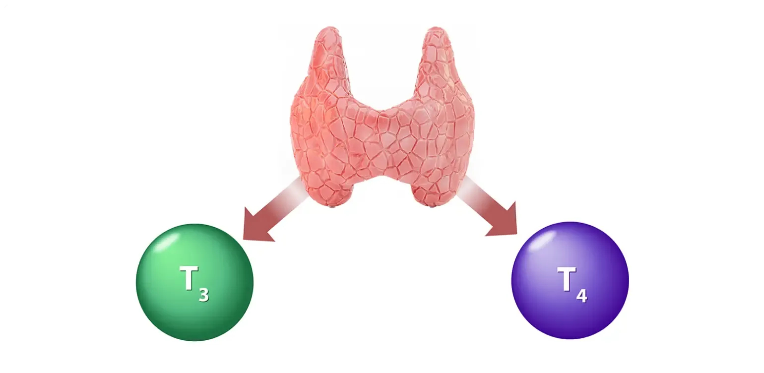 Illustration representing vitamin A's role supporting thyroid hormone regulation